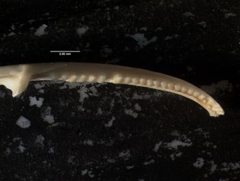 Media type: image;   Herpetology R-132837